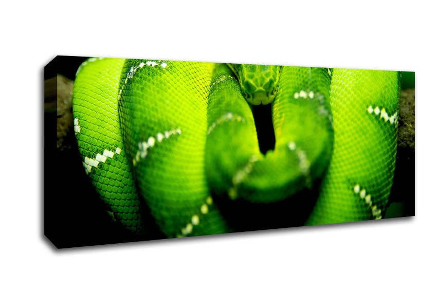 Picture of Green Snake Panoramic Canvas Wall Art
