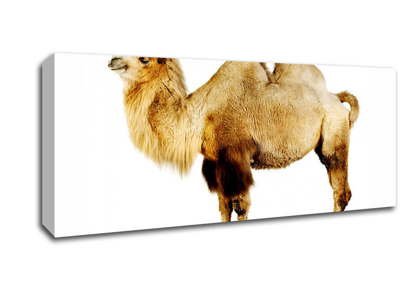 Picture of One Hump Or Two Panoramic Canvas Wall Art