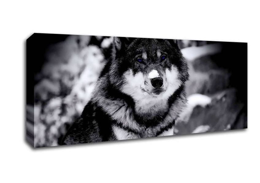 Picture of Wolf In Winter Panoramic Canvas Wall Art