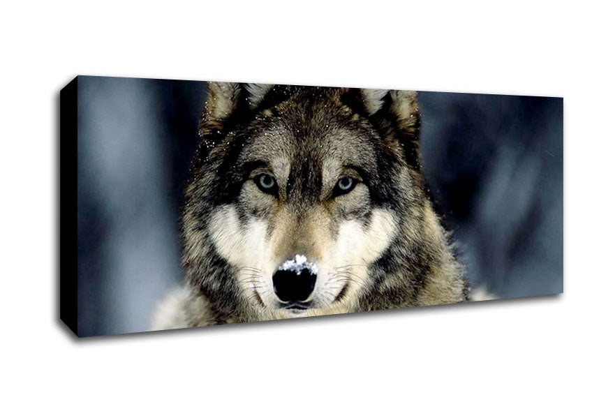 Picture of Wolf Snow Nose Panoramic Canvas Wall Art