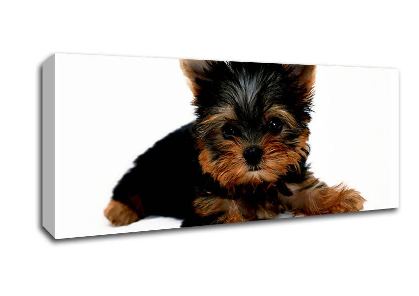 Picture of Yorkshire Terrier Baby Puppy Panoramic Canvas Wall Art