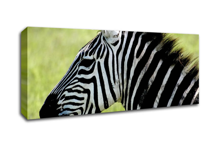 Picture of Zebra Face Side Panoramic Canvas Wall Art