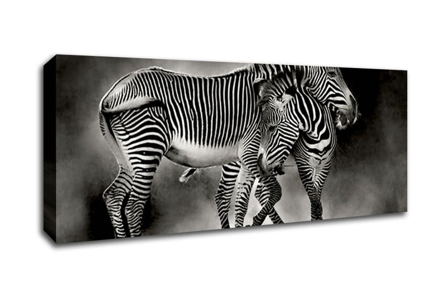 Picture of Zebra Love Panoramic Canvas Wall Art
