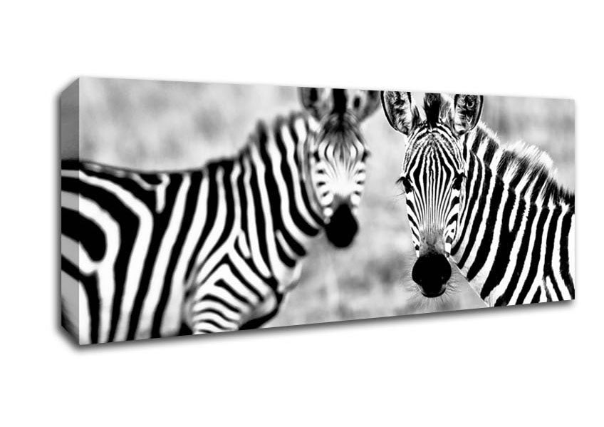 Picture of Zebra Twins Panoramic Canvas Wall Art