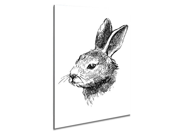 Hasenportrait