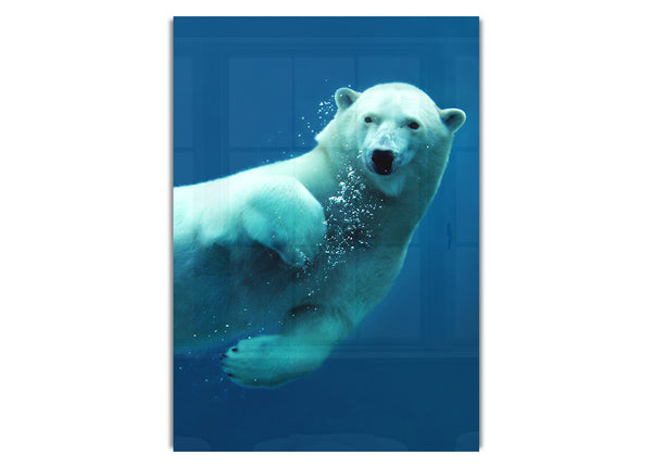 Eisbär-Blasen