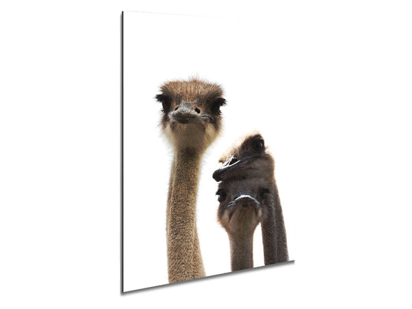 Ostrich Love Metal Print
