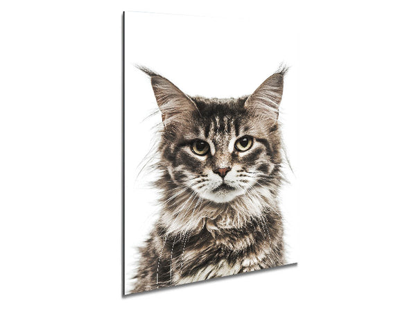 Schönheit mit Katzengesicht