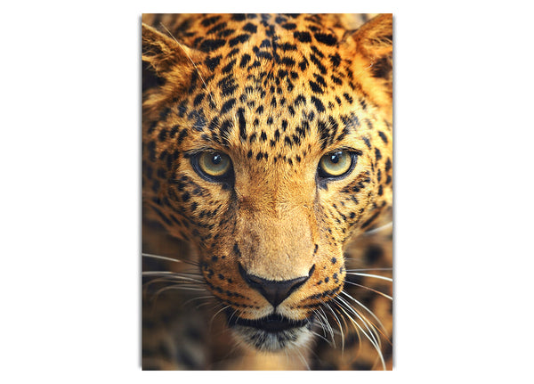 Leopardenblick
