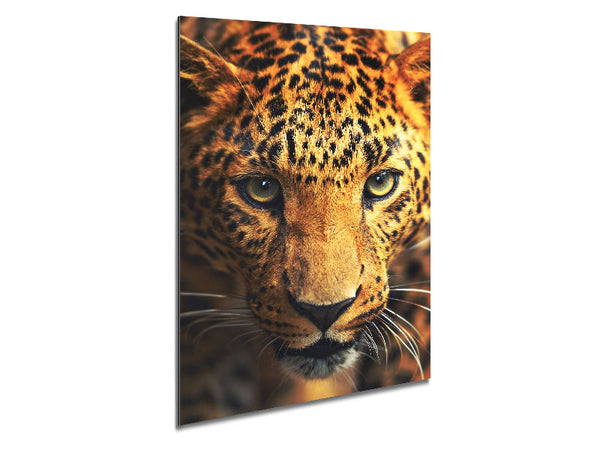 Leopard Stare Metal Print
