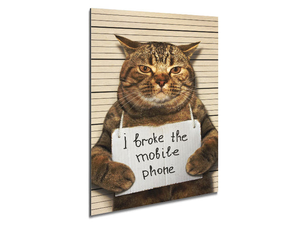 Katze beichtet