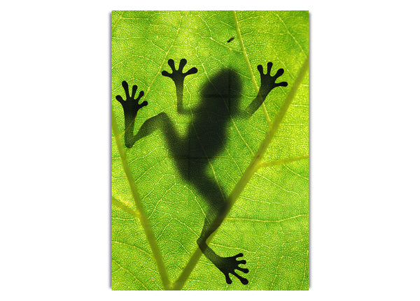 Frog Shadow