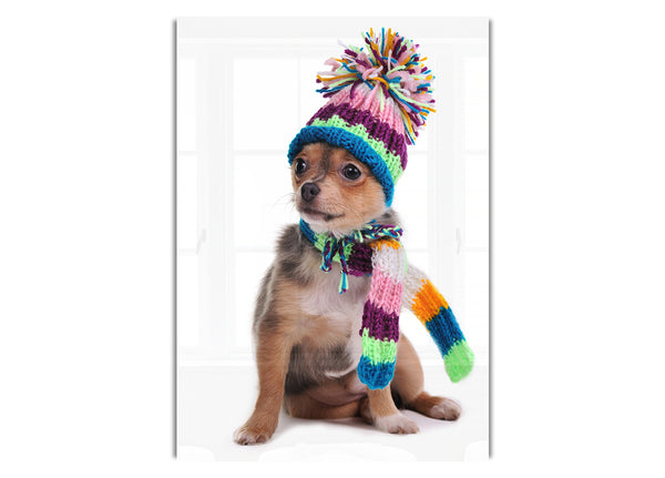 Chihuahua-Hund für den Winter gekleidet