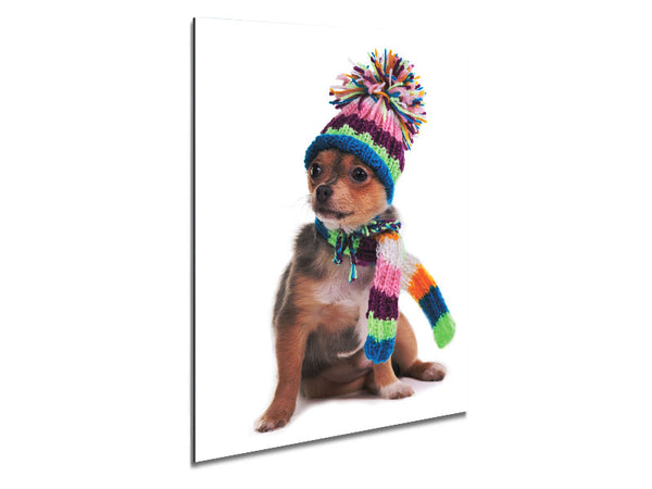 Chihuahua-Hund für den Winter gekleidet
