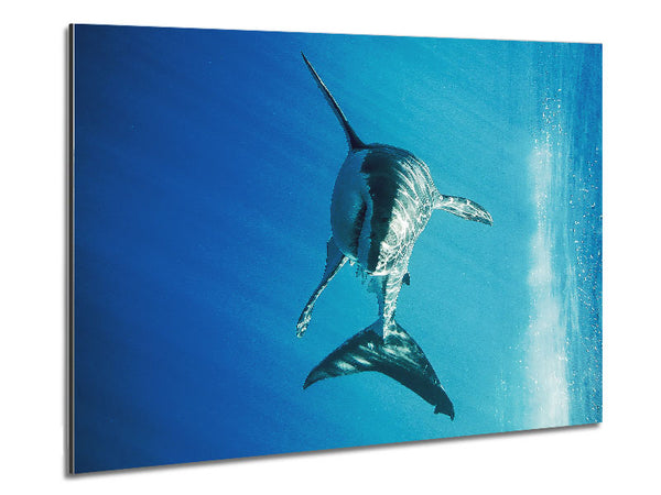 Shark Smile Metal Print