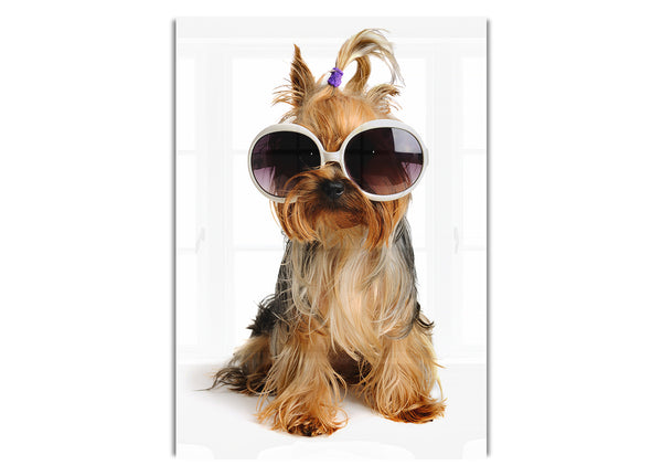 Yorkshire Terrier Dog Glamour
