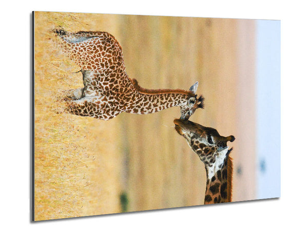 Giraffenbabyliebe