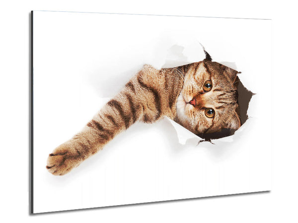 Katzenangriff