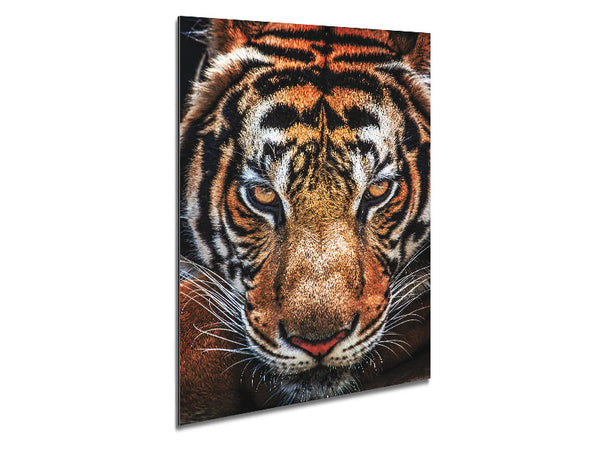 Schönes Tigergesicht