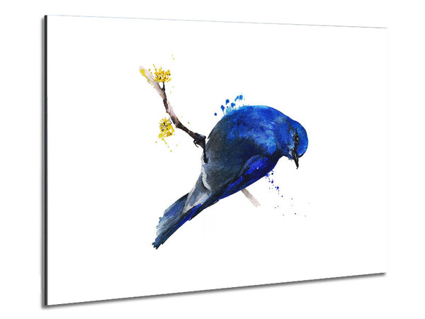 Blaukehlchen auf Apfelblüte
