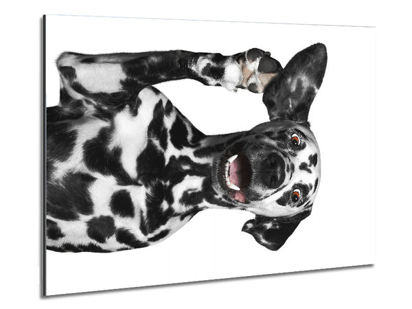 Dalmatiner-Hund High Five