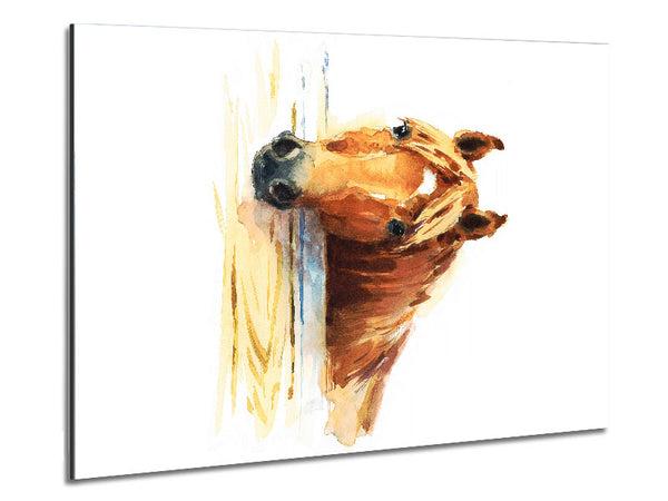 Horse At The Stables Metal Print