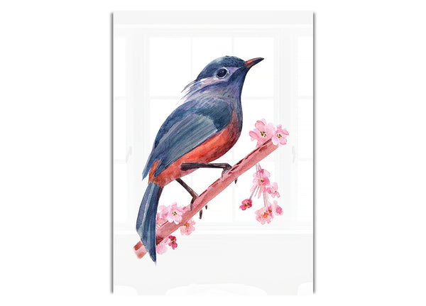 Buchfink Vogel Kirschblüte