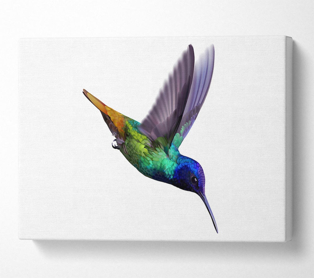 Picture of Hummingbird Colours Canvas Print Wall Art