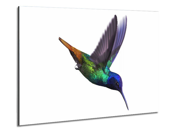 Hummingbird Colours Metal Print