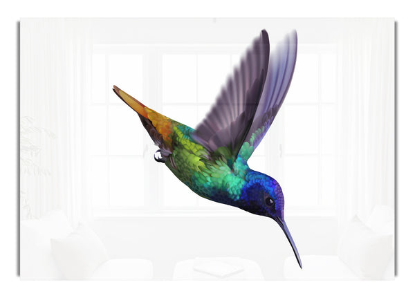 Kolibri-Farben