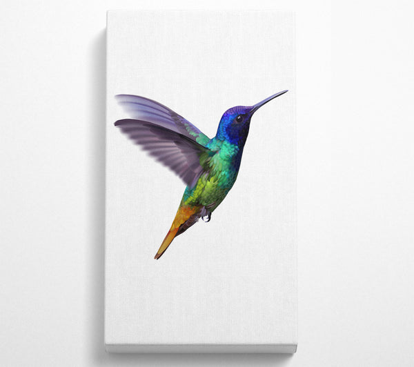 Kolibri-Farben