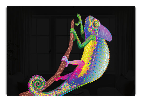 Chamäleon Regenbogen