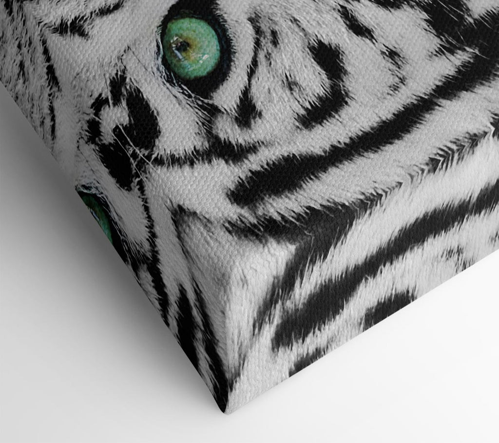 Picture of Green Eyed White Tiger Canvas Print Wall Art