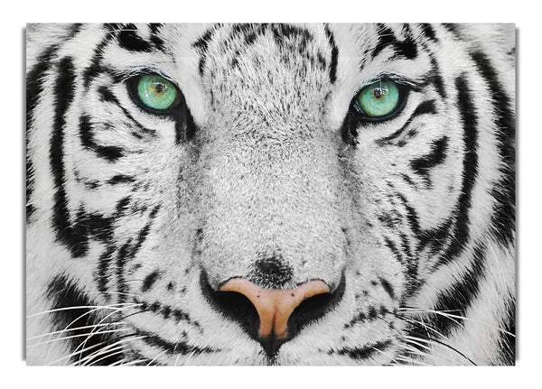 Grünäugiger weißer Tiger