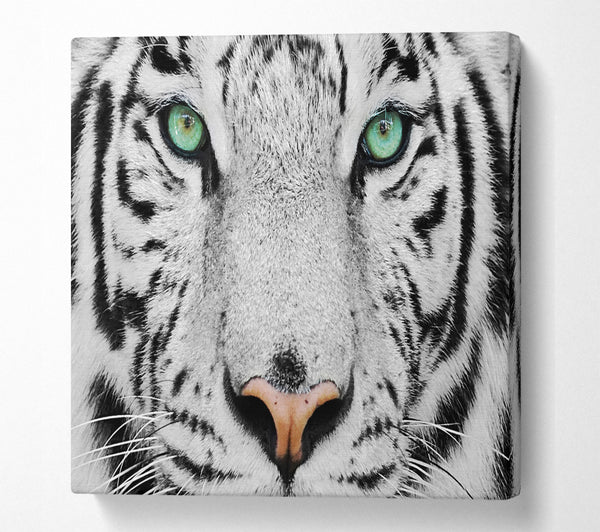 A Square Canvas Print Showing Green Eyed White Tiger Square Wall Art