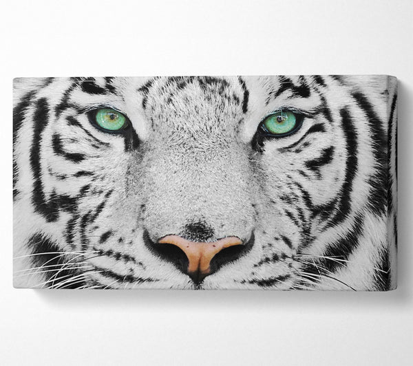 Grünäugiger weißer Tiger