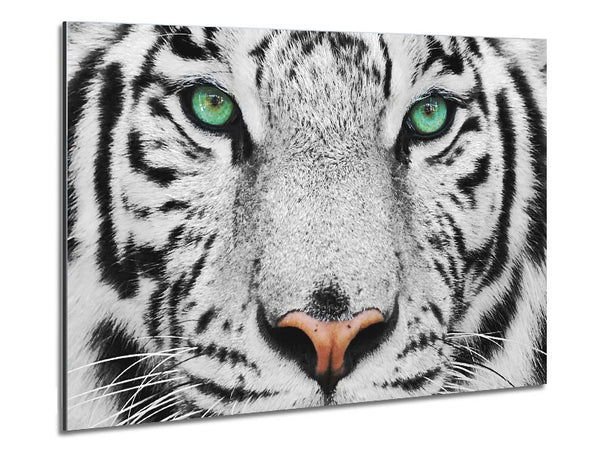Green Eyed White Tiger Metal Print