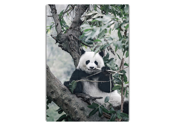 Panda-Baum-Liebhaber