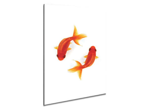 Goldfish Reflections Metal Print