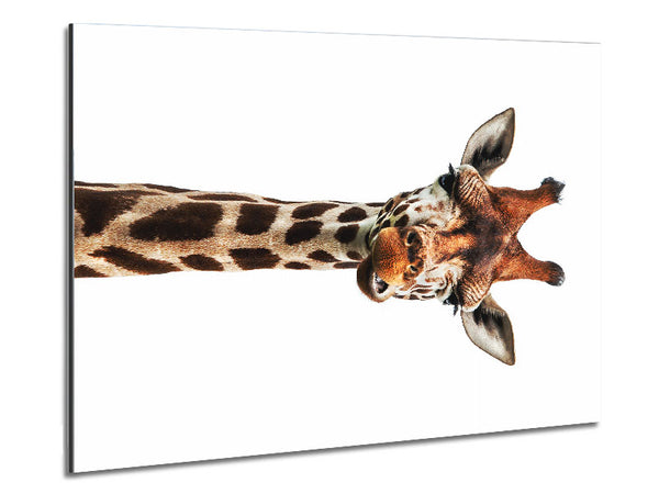 Goofy Giraffe Metal Print