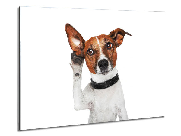 Jack Russell Dog Listen Metal Print