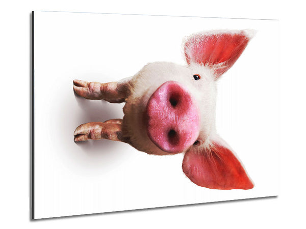 Neugieriges Schwein