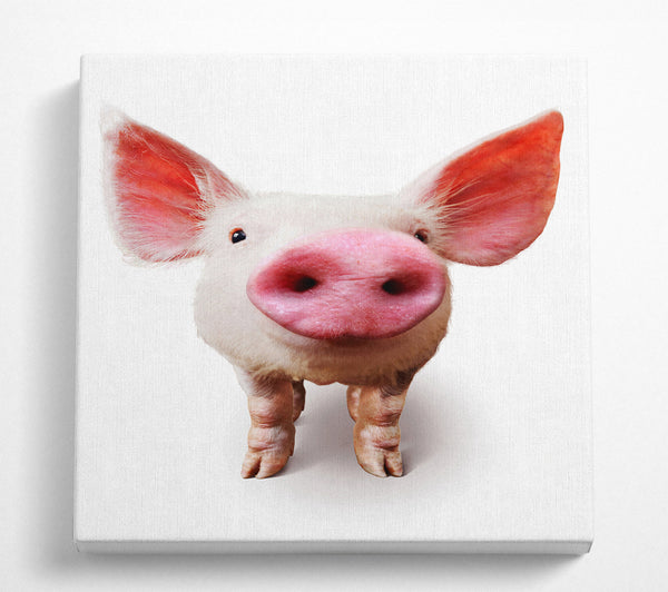 A Square Canvas Print Showing Curious Pig Square Wall Art