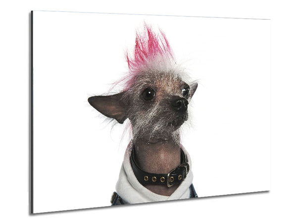 Chinesischer Schopfhund Punk