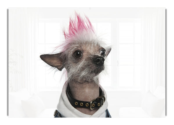 Chinesischer Schopfhund Punk