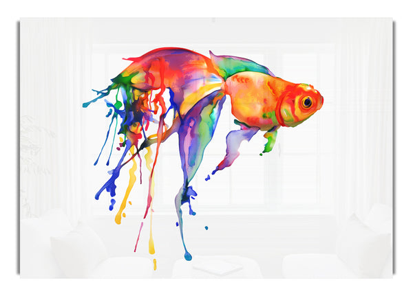 Regenbogen-Goldfisch