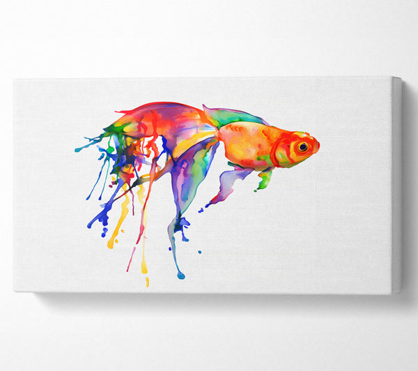 Regenbogen-Goldfisch