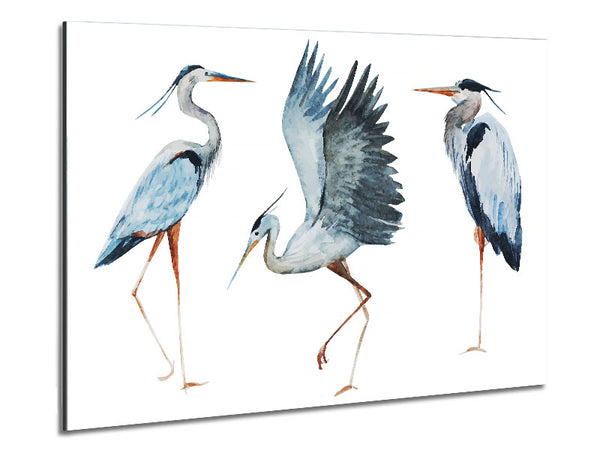 Heron Trio Metal Print