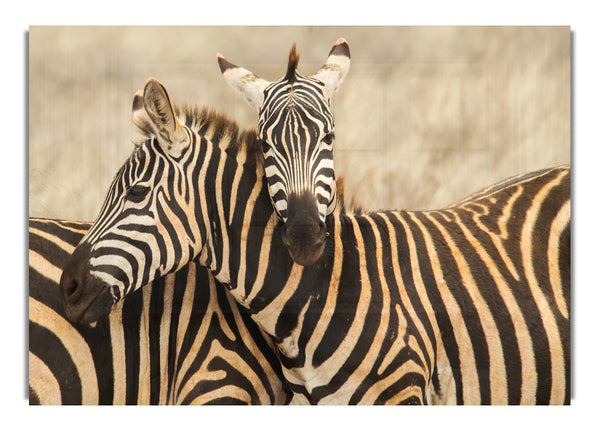 Zebra Duo Love
