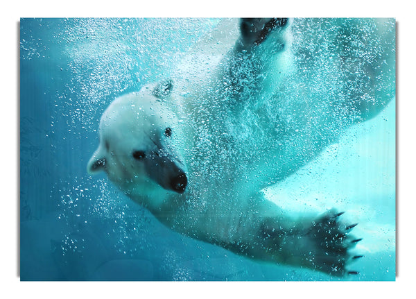 Schwimmen mit Eisbären
